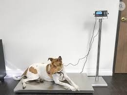 Échafaudage en acier inoxydable avec indicateur animal